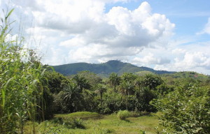 Влажные экваториальные леса бассейна реки Конго